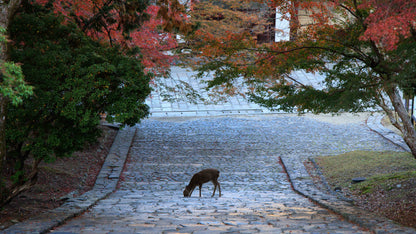 Six Morning Views, Nara Park