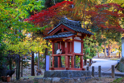 Six Morning Views, Nara Park