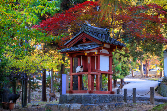 Six Morning Views, Nara Park