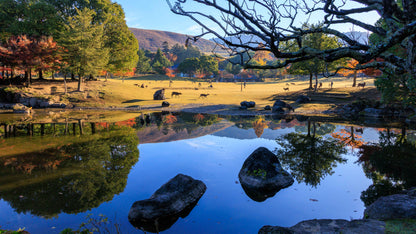 Six Morning Views, Nara Park